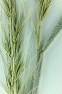 Imagem de Elymus elymoides subsp. californicus (J. G. Sm.) Barkworth