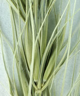 Imagem de Elymus elymoides subsp. californicus (J. G. Sm.) Barkworth