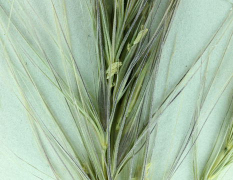 Imagem de Elymus elymoides subsp. californicus (J. G. Sm.) Barkworth