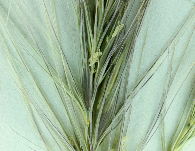 Imagem de Elymus elymoides subsp. californicus (J. G. Sm.) Barkworth