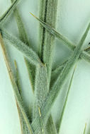 Imagem de Elymus elymoides subsp. californicus (J. G. Sm.) Barkworth