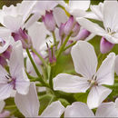 Plancia ëd Lunaria rediviva L.