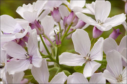 Image de Lunaria rediviva L.