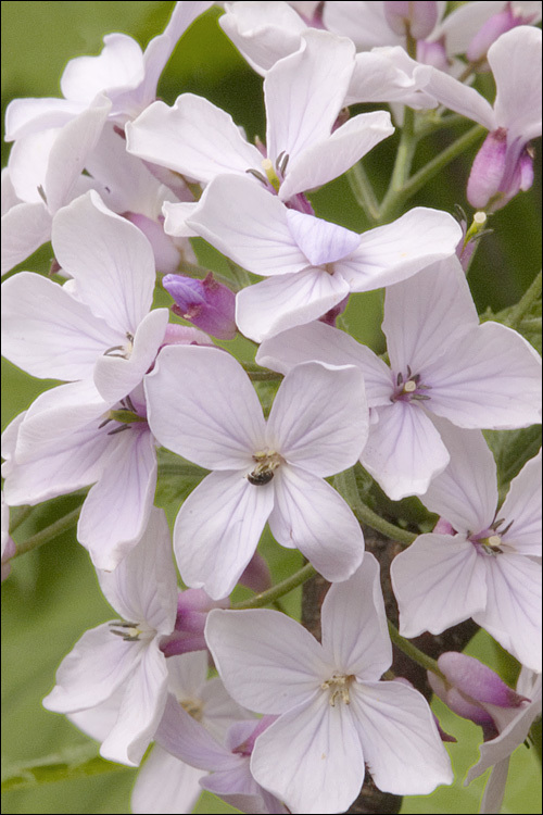 Image de Lunaria rediviva L.