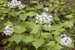 Image de Lunaria rediviva L.