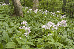 Image de Lunaria rediviva L.