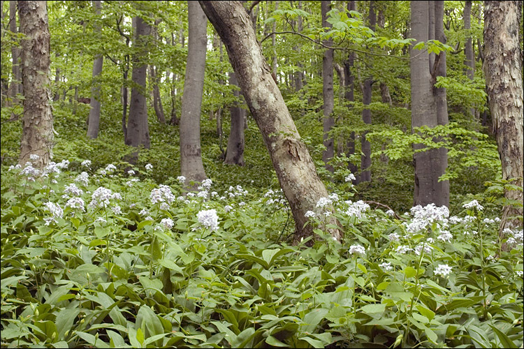 Image de Lunaria rediviva L.