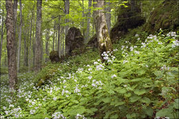 Image de Lunaria rediviva L.