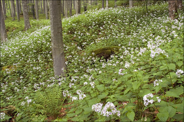 Image de Lunaria rediviva L.