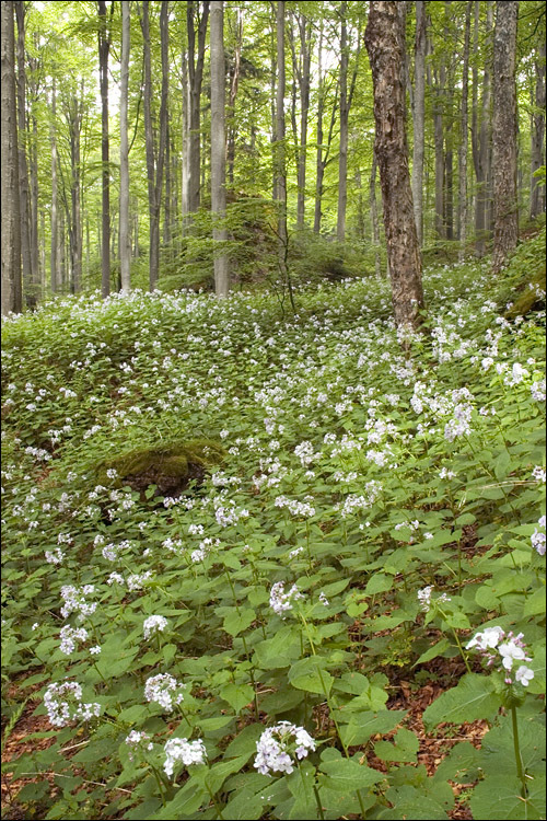 Image de Lunaria rediviva L.