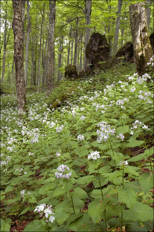 Image de Lunaria rediviva L.