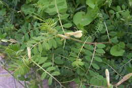 Sivun Vicia hybrida L. kuva