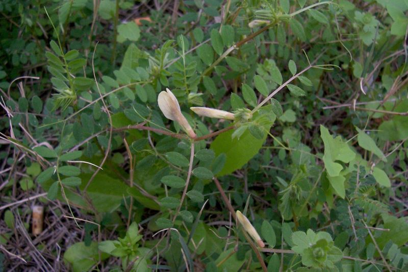 Imagem de Vicia hybrida L.