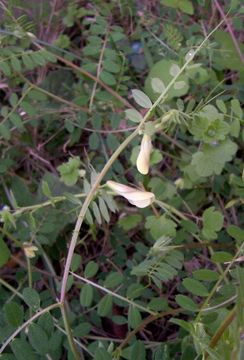 Imagem de Vicia hybrida L.