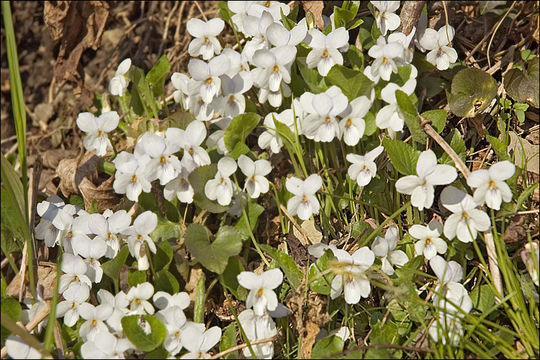 Image of Viola alba subsp. scotophylla (Jordan) Nyman