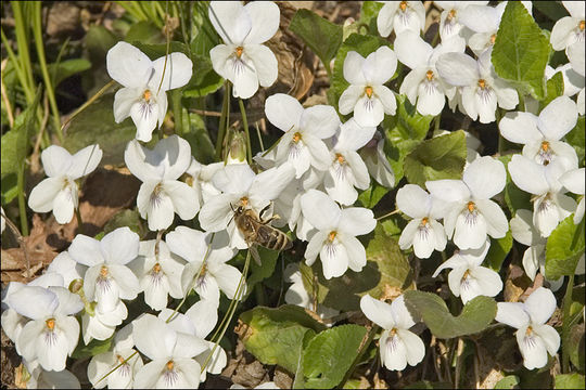 Image of Viola alba subsp. scotophylla (Jordan) Nyman