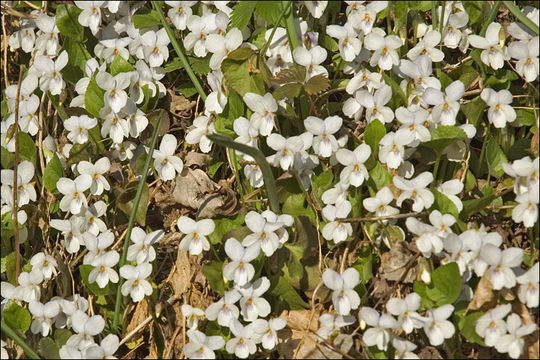 Imagem de Viola alba subsp. scotophylla (Jordan) Nyman