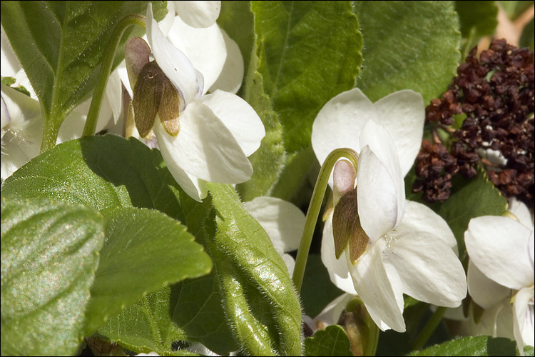 Plancia ëd Viola alba subsp. scotophylla (Jordan) Nyman