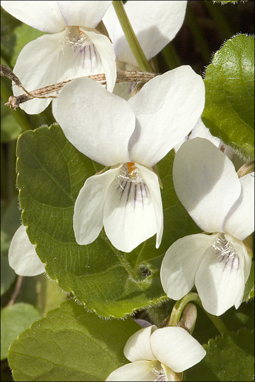 Plancia ëd Viola alba subsp. scotophylla (Jordan) Nyman