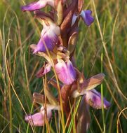 Image de <i>Orchis collina</i>