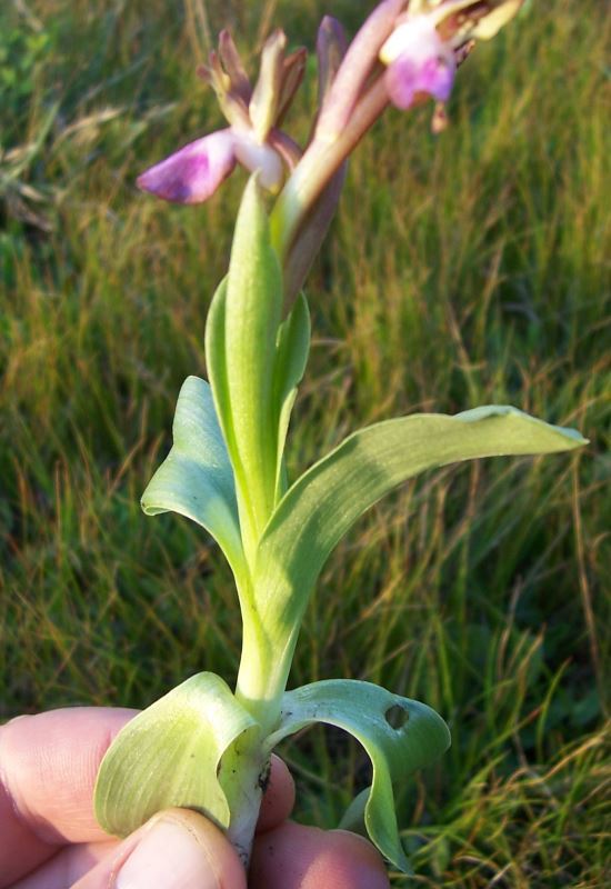 Image de <i>Orchis collina</i>