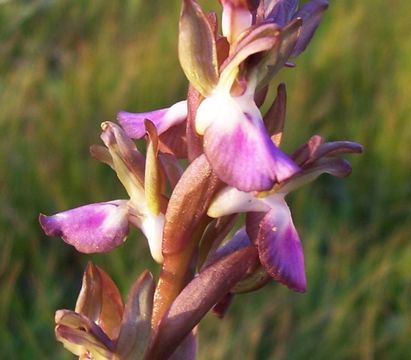 Image de <i>Orchis collina</i>