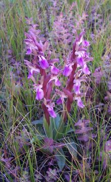 Image de <i>Orchis collina</i>