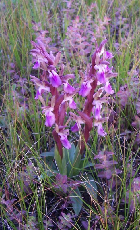 Image de <i>Orchis collina</i>