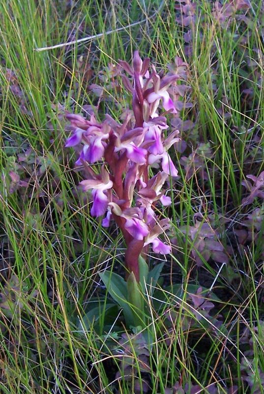 Image de <i>Orchis collina</i>