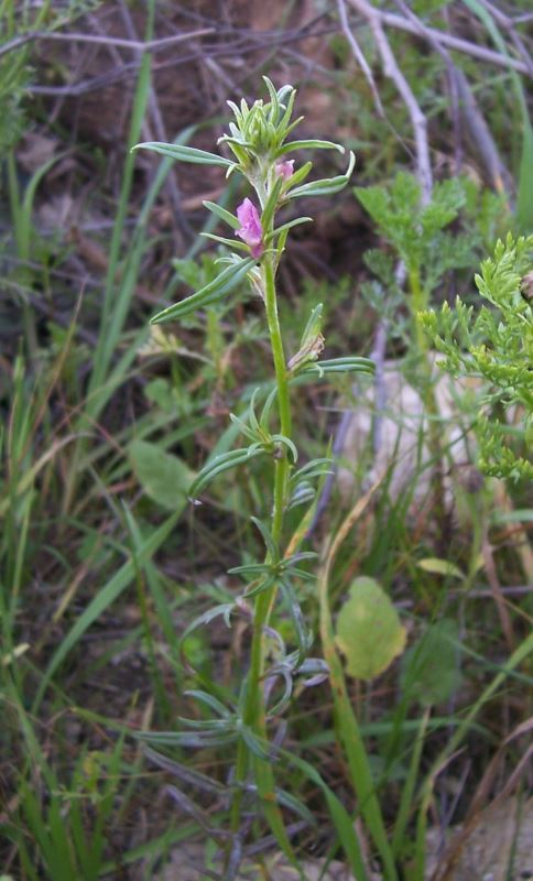 Image of linearleaf snapdragon