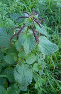 Image of Urtica membranacea Poir.