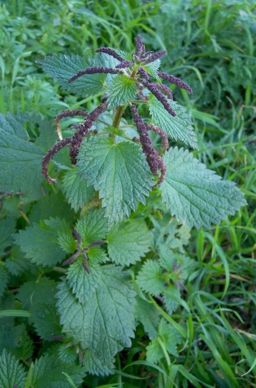 Urtica membranacea Poir.的圖片