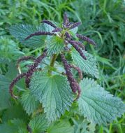 Слика од Urtica membranacea Poir.