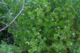 Image of blue field madder