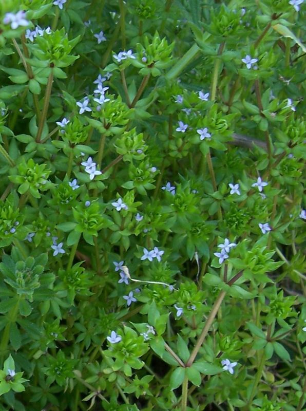 Image of blue field madder