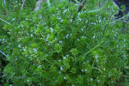 Image of blue field madder