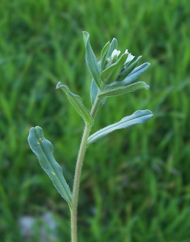 Image of corn gromwell