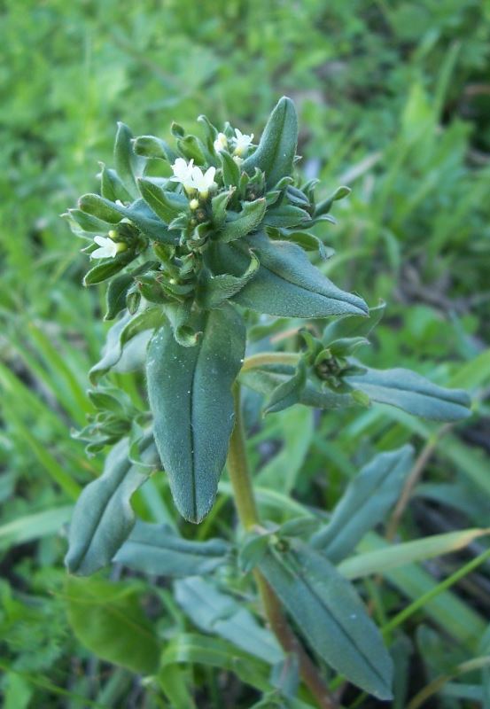 Image of corn gromwell