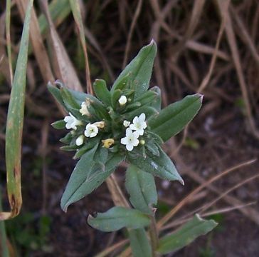 Image of corn gromwell