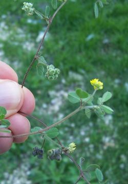 Image of Medicago coronata (L.) Bartal.