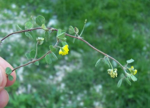 Image of crown medick