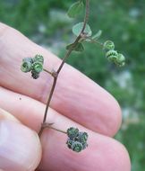 Слика од Medicago coronata (L.) Bartal.