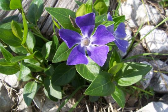 Image of Greater Periwinkle