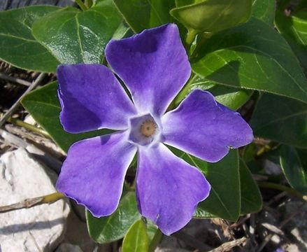 Image of Greater Periwinkle