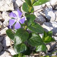 Image of Greater Periwinkle