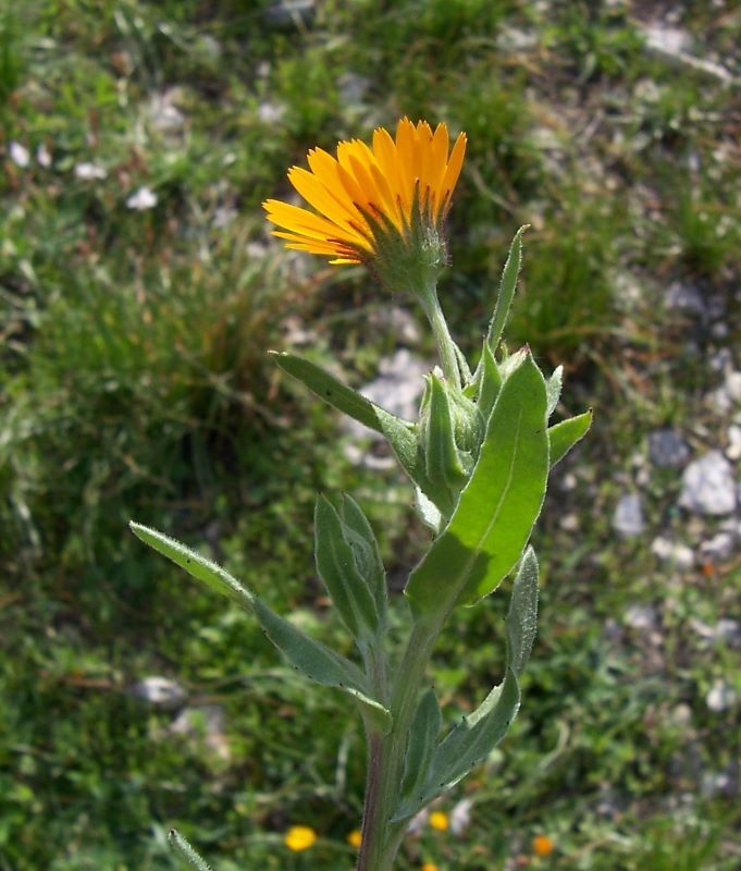 Image of field marigold