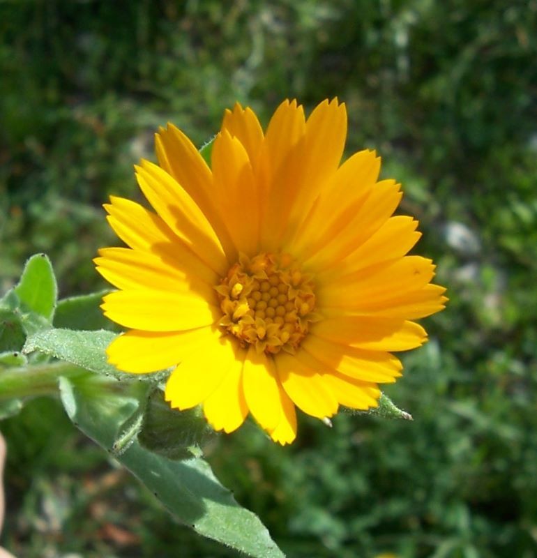 Image of field marigold