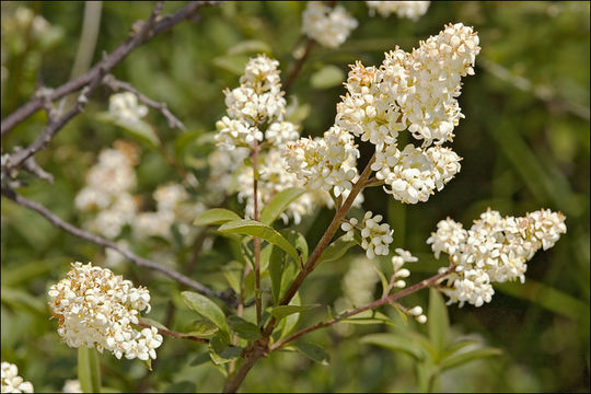 Image of European privet