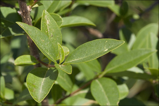 Image of European privet