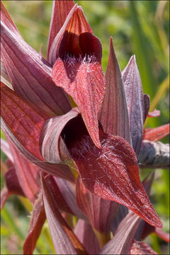 Image of Long-lipped Serapias